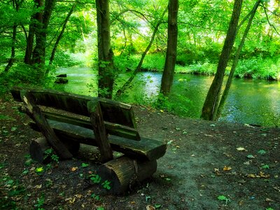 Forest trees woods photo