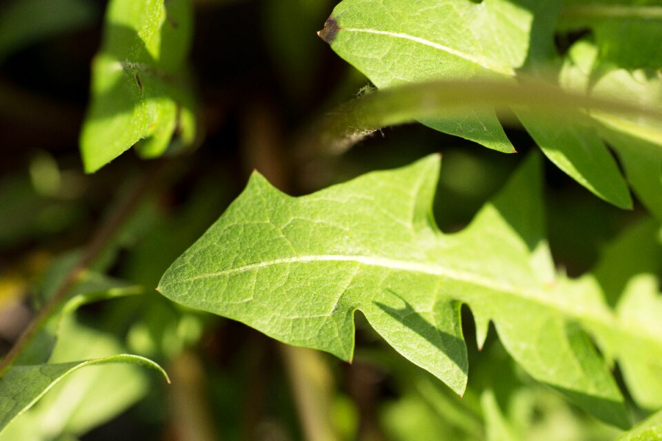 Macro spring green