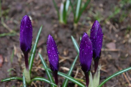 Floral spring garden photo