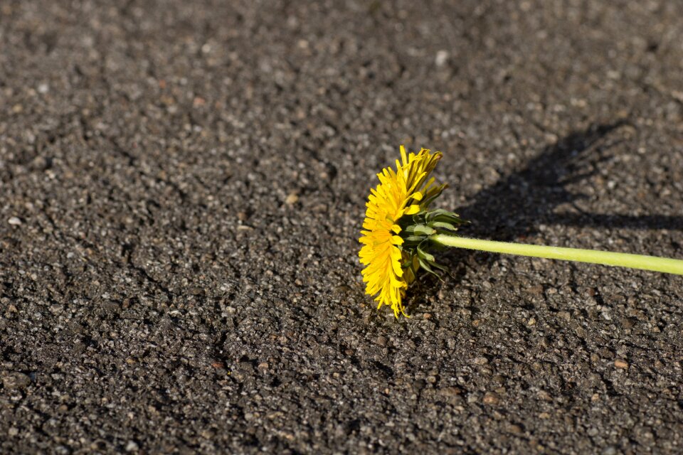 Bloom blossom bloom