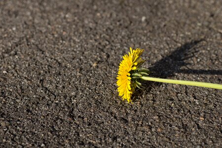 Bloom blossom bloom