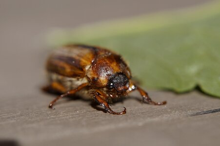 Animal insect beetle photo