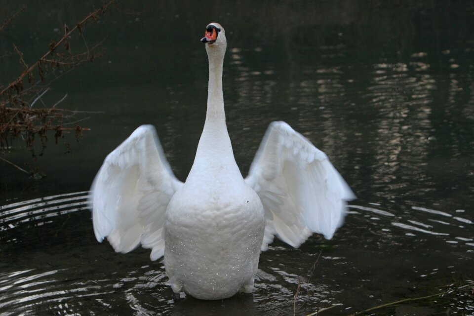 Swan animal wing beat