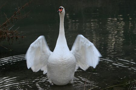 Swan animal wing beat photo