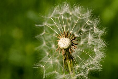 Bloom flowers plant