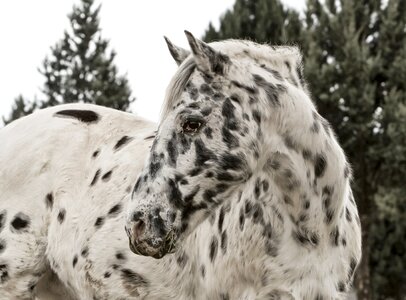 Ranch gelding equine