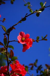 Japanese ornamental quince flowers red orange photo