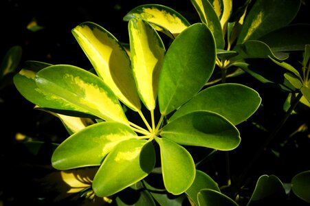 Nature plants el salvador