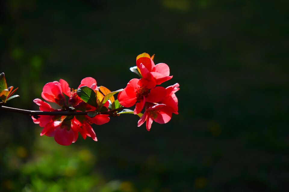 Red orange bush branch