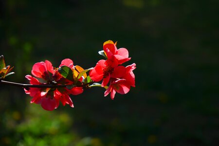 Red orange bush branch