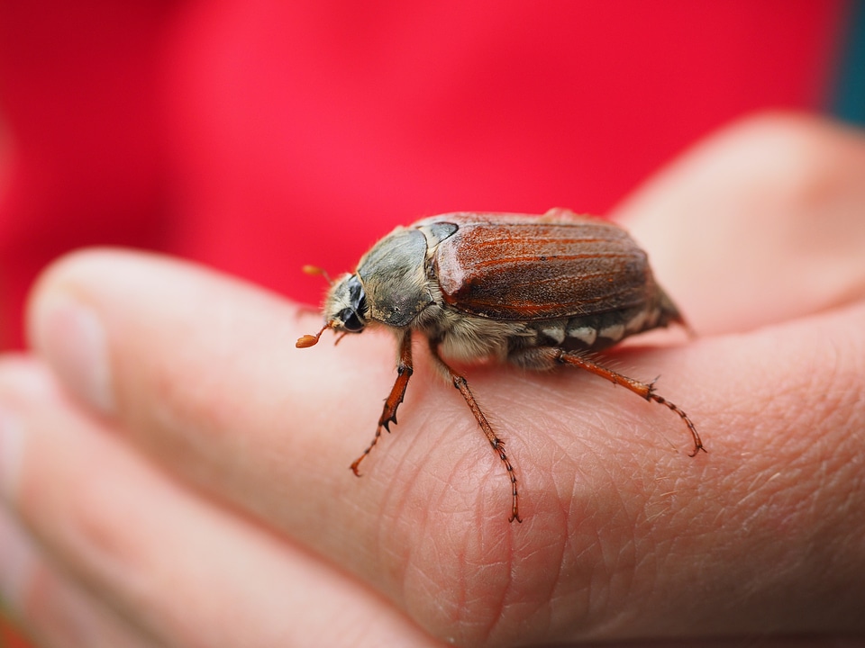 Insect krabbeltier creature