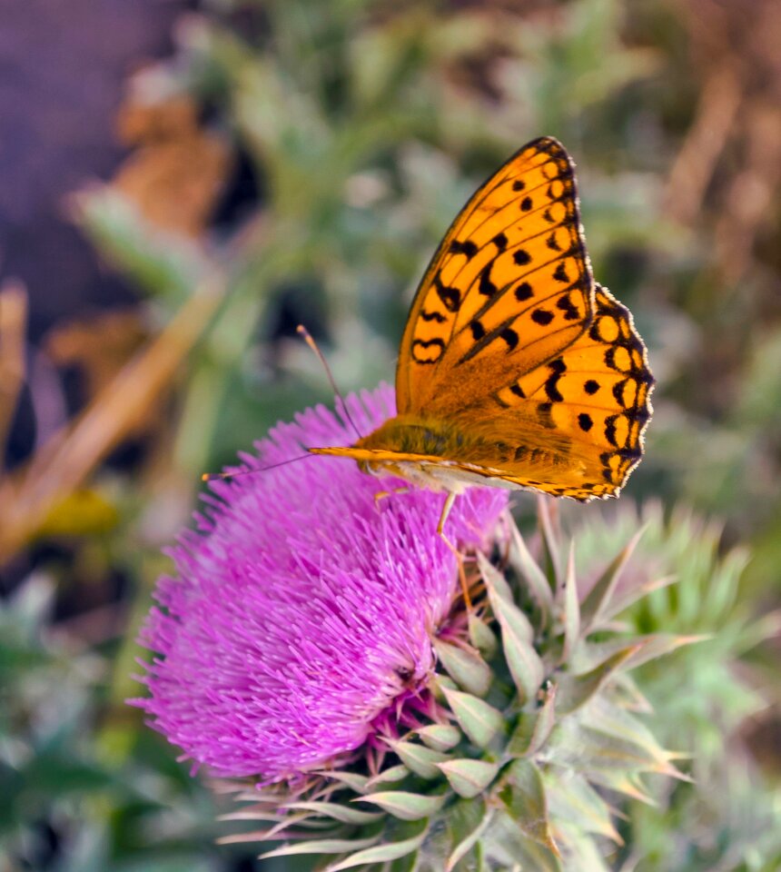 Flower purple wings