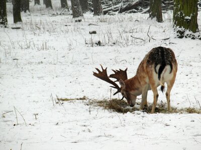 Snow forest blade