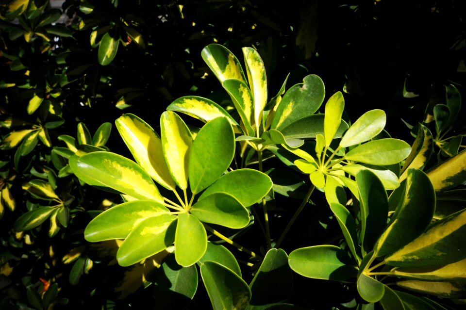 Nature green el salvador