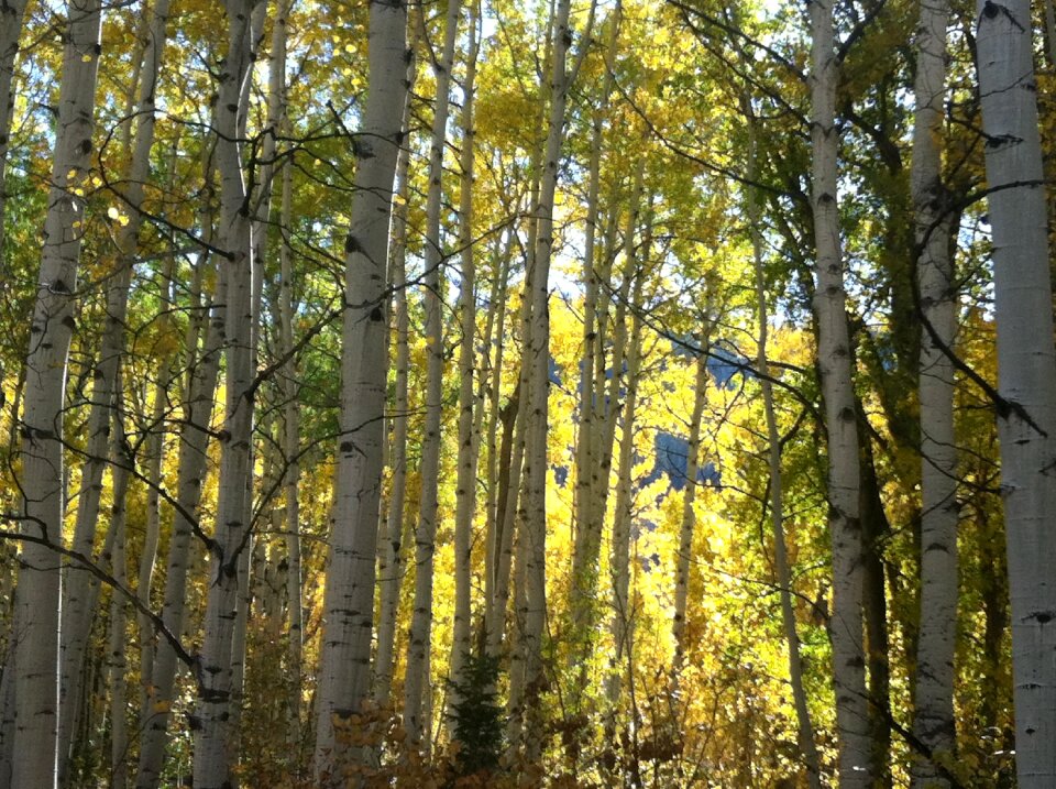 Dense wooden trunks