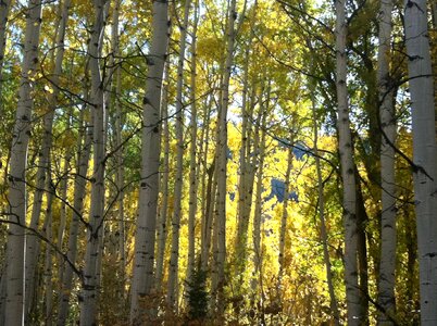 Dense wooden trunks photo