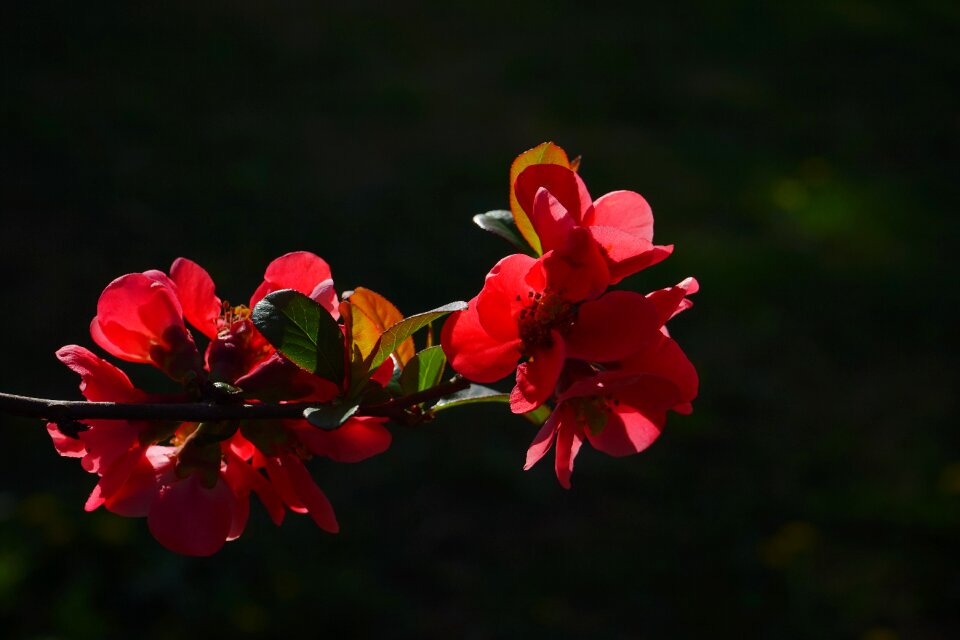 Red orange bush branch