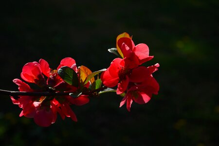 Red orange bush branch