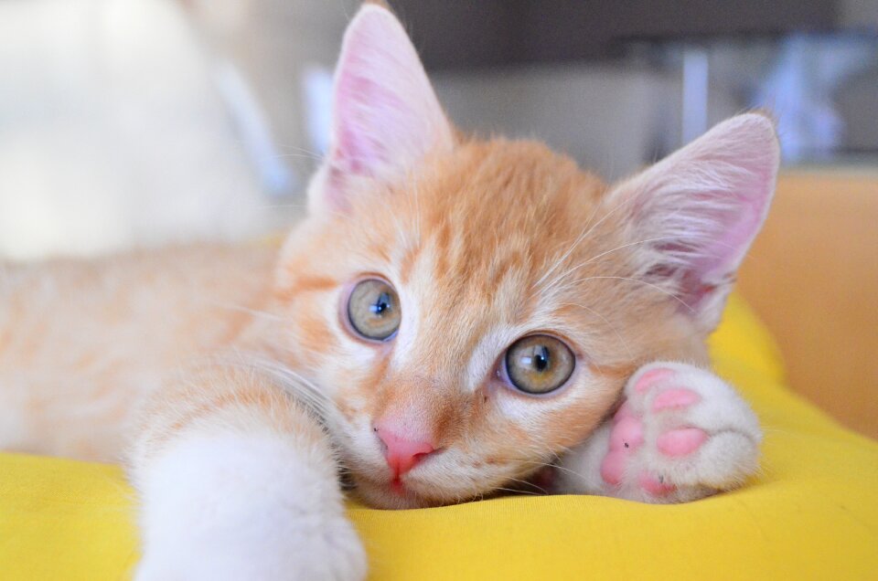 Animal kitty domestic