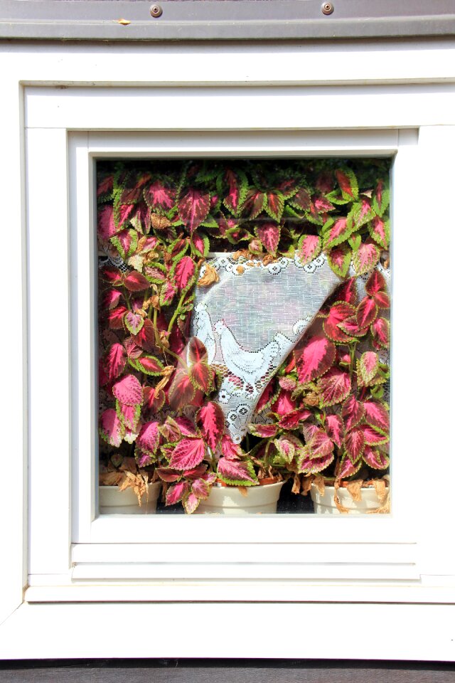 Curtain flowers enge