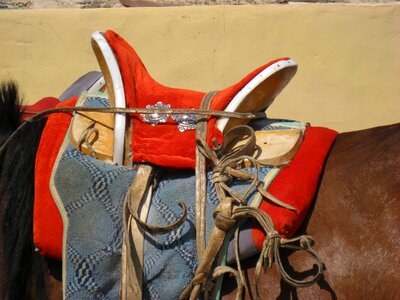 Saddle horse mongolia photo