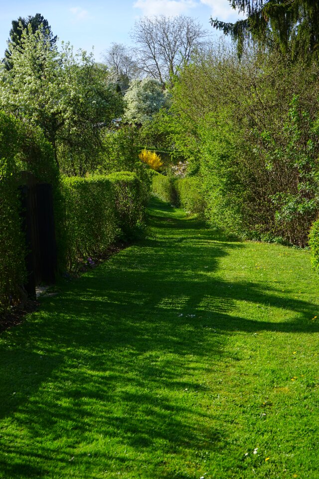 Path shrubs spring
