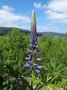 Blue flower plant