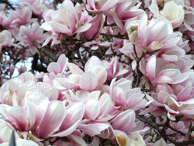 Spring magnolia flower photo