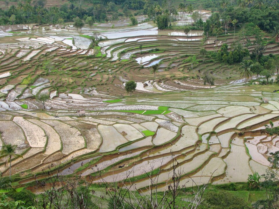 Cultivation agriculture rice