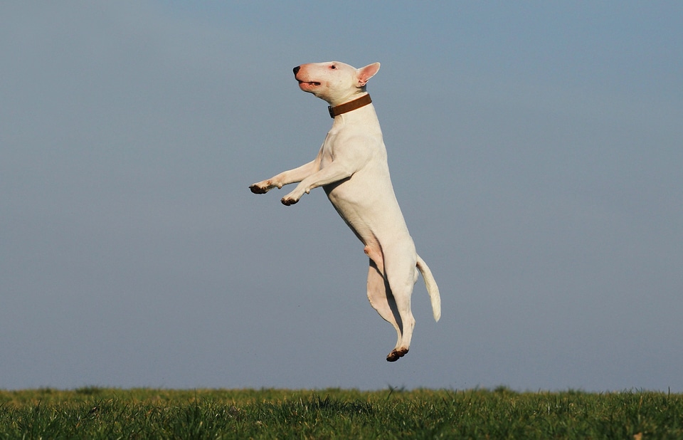 Joy fun dog school