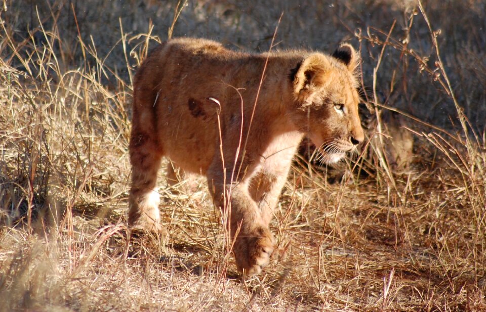 Baby young wildlife