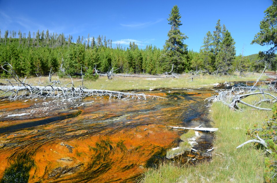 Thermal creek hot water thermophiles