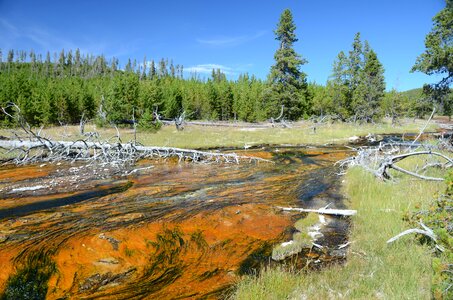 Thermal creek hot water thermophiles