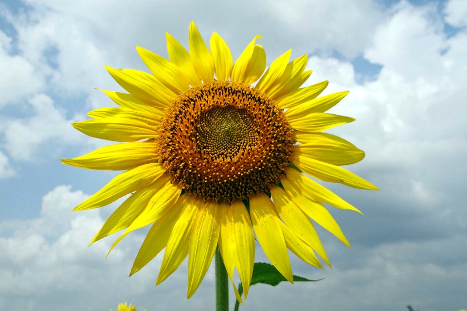 Floral plant natural