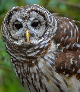 Bird wildlife predator