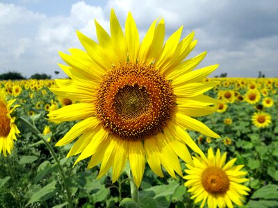 India floral plant