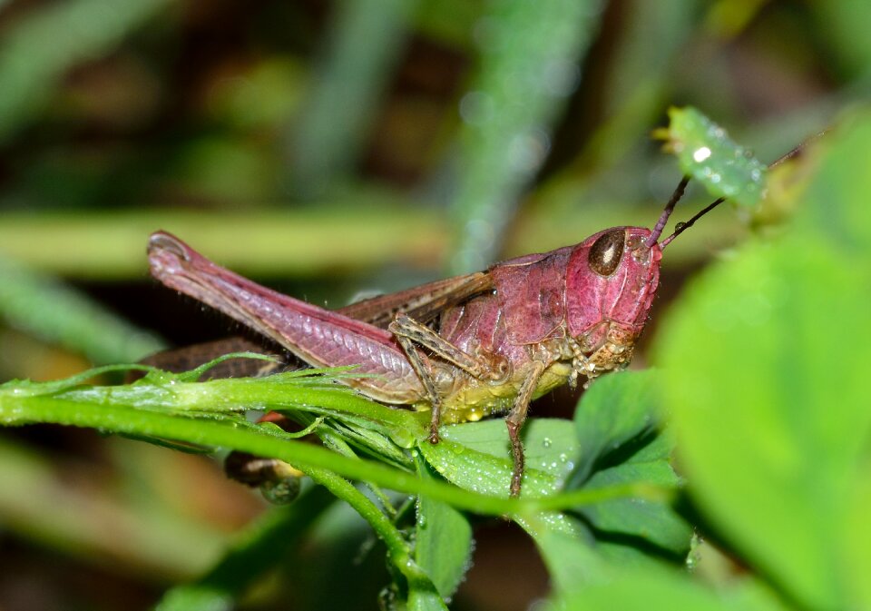 Insects grasshopper macro