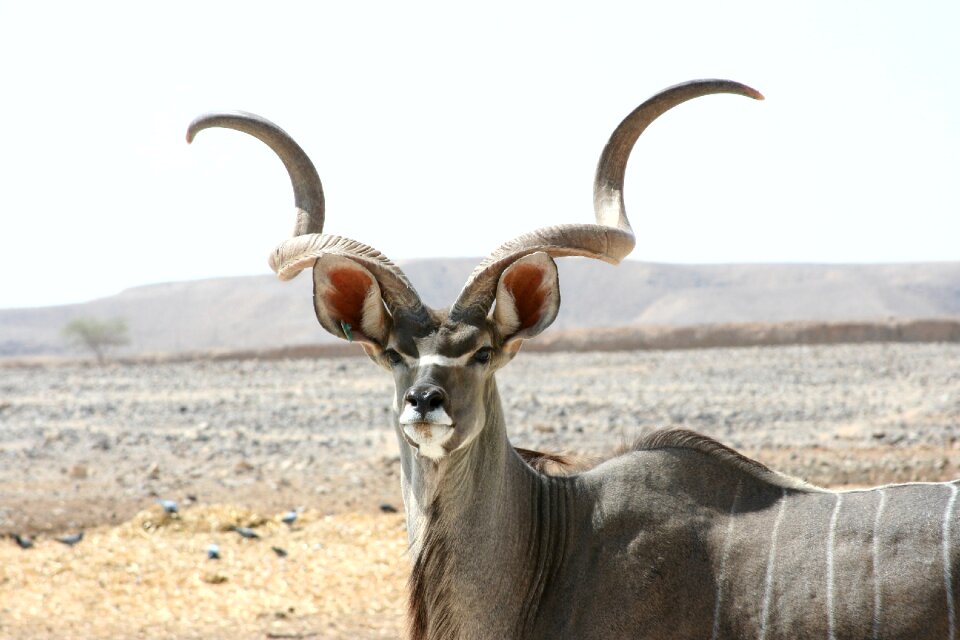 Antelope wild nature