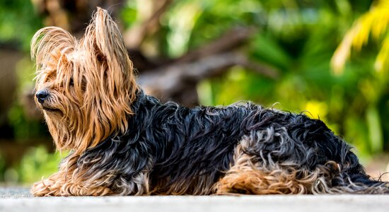 Yorkshire terrier dog small dog photo