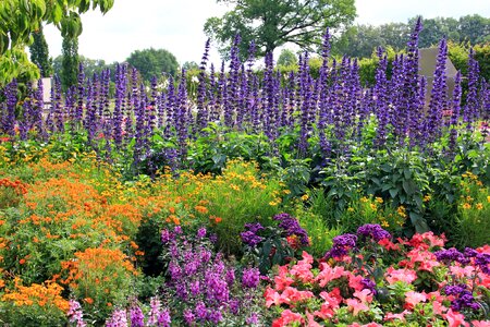 Park purple blossom