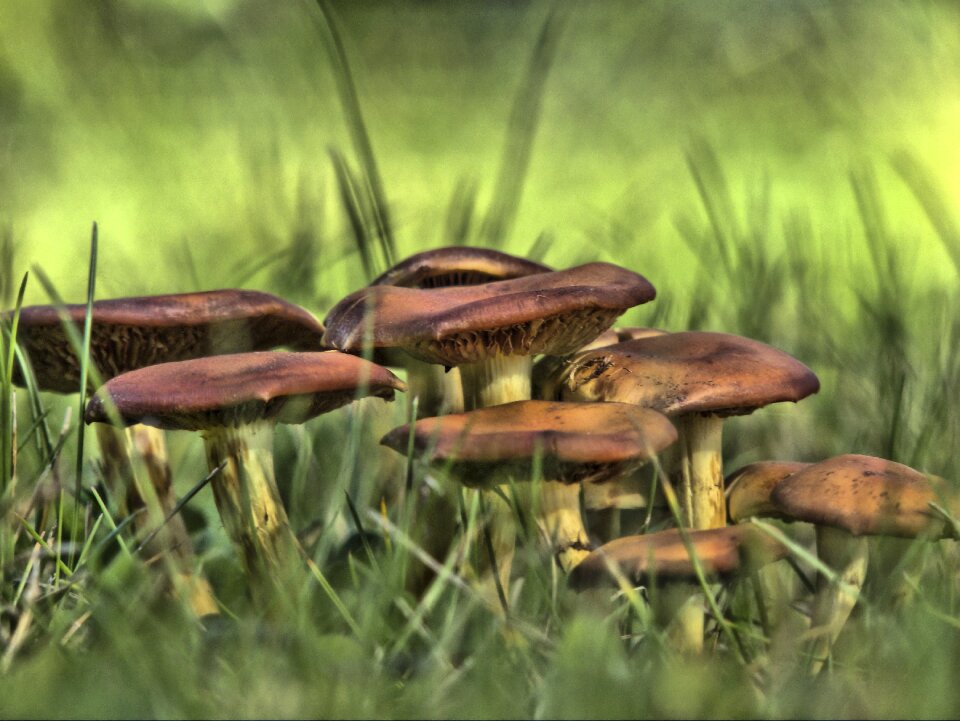 Toxic poisoned nature
