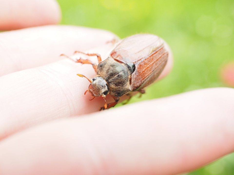 Insect krabbeltier creature