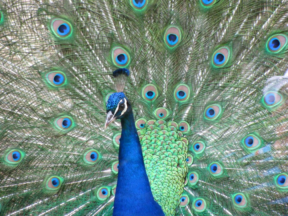 Bird blue green