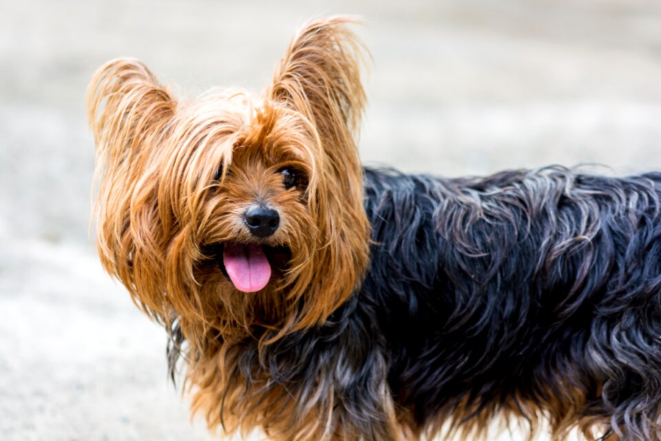 Yorkshire terrier dog small dog photo