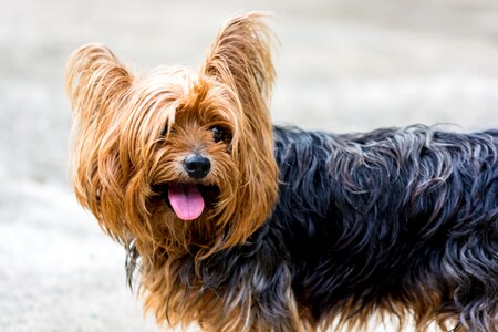 Yorkshire terrier dog small dog