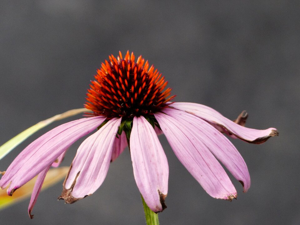 Paleae pink garden