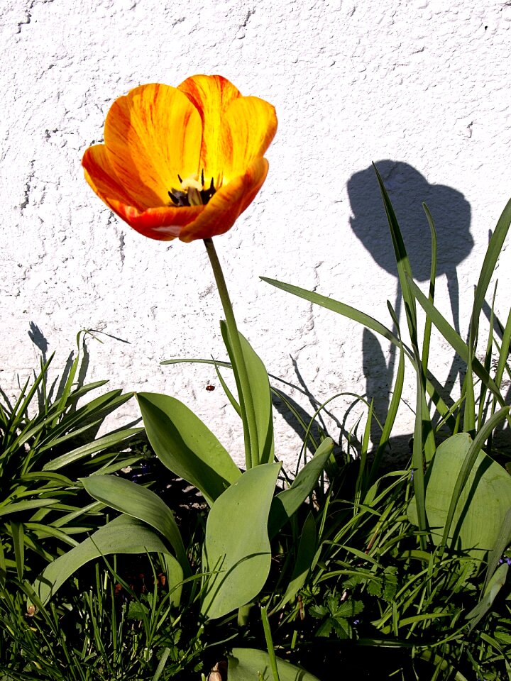 Sunny day spring yellow