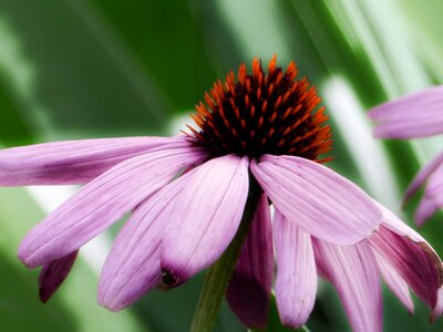 Paleae pink garden photo