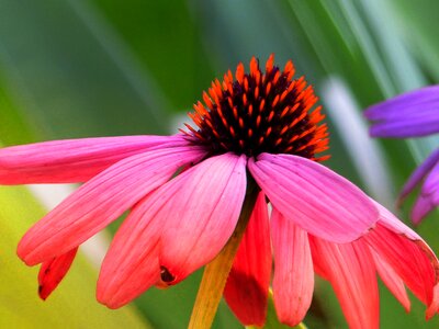 Paleae pink garden