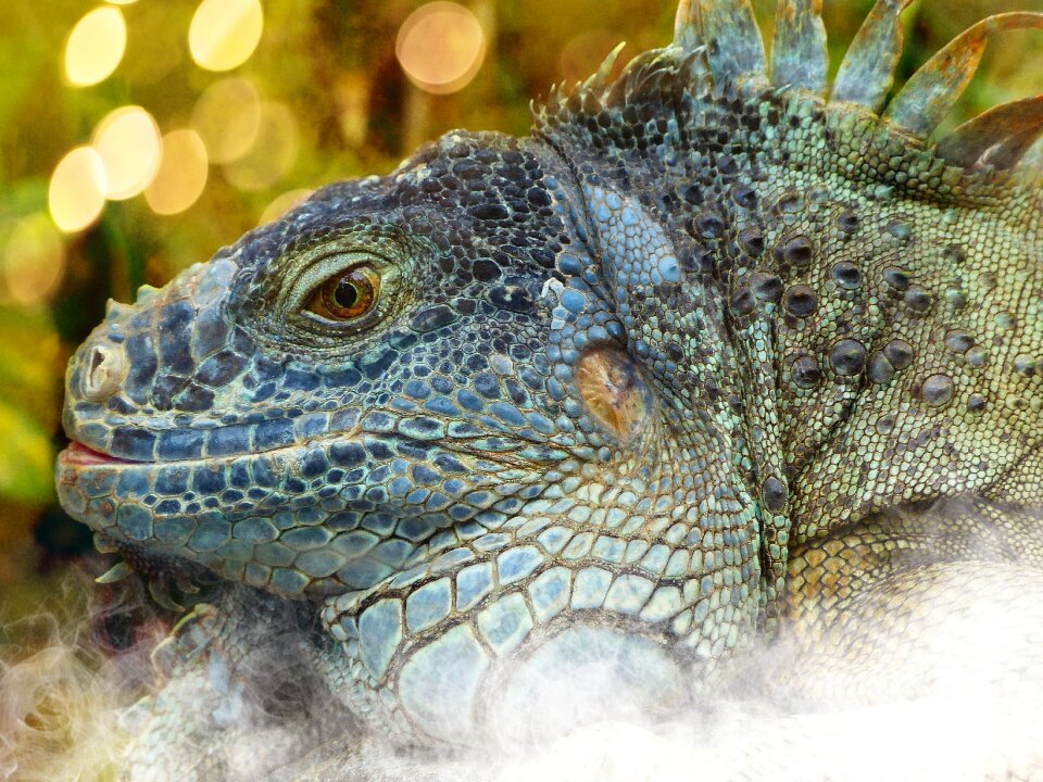 Lizard portrait bokeh